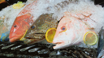 海产品食物的多样性：从鱼类到爬行动物