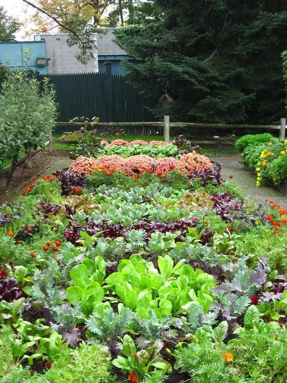 家庭菜园怎样种植和管理
